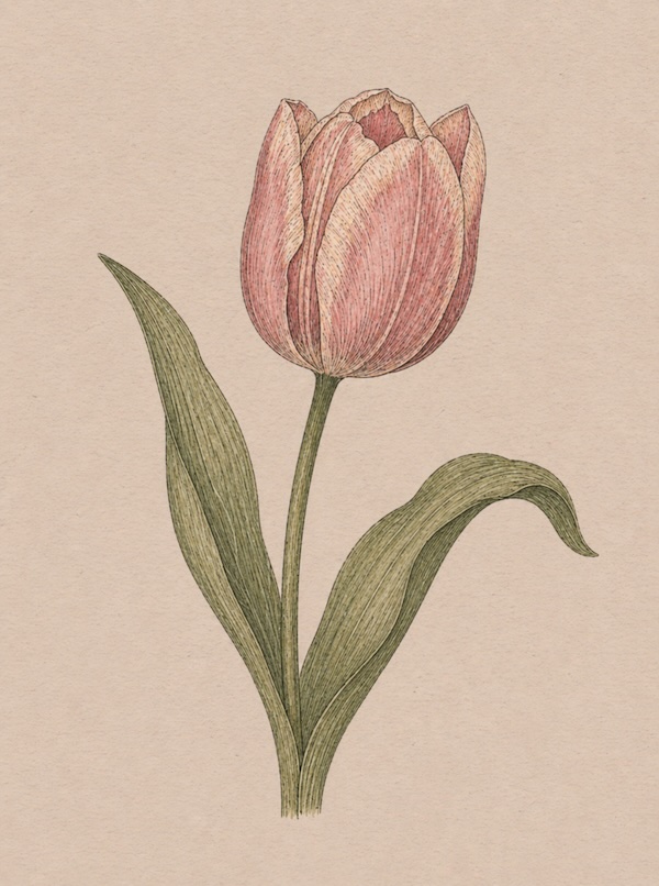 significato del Tulipano nel linguaggio dei fiori