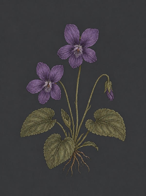 Significato Violetta nel linguaggio vittoriano dei fiori